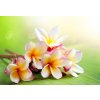 Tapety WEBLUX 42559107 Samolepka fólie Frangipani Tropical Spa Flower. Plumeria. Shallow DOF Frangipani tropické lázně květ. Plumeria. Mělké DOF rozměry 145 x 100 cm