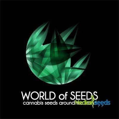 World of Seeds Burger Kush semena neobsahují THC 12 ks – Zboží Dáma