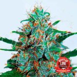 Delicious Seeds Critical Neville Haze Auto regular semena neobsahují THC 15 ks – Zboží Mobilmania