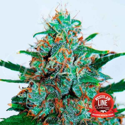 Delicious Seeds Critical Neville Haze Auto regular semena neobsahují THC 15 ks – Zboží Mobilmania