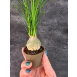 Nolina Recurvata mini (sloní noha) – Hledejceny.cz