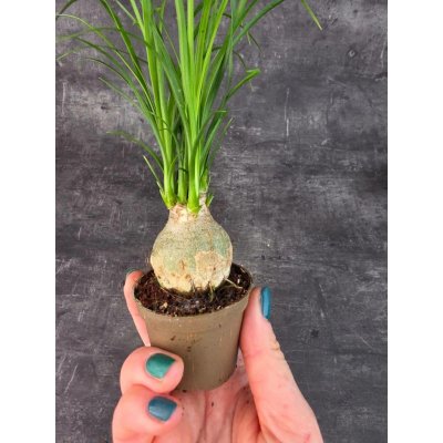 Nolina Recurvata mini (sloní noha) – Hledejceny.cz