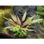 Cryptocoryne undulata Broad Leaf – Hledejceny.cz