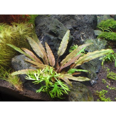 Cryptocoryne undulata Broad Leaf 7 cm – Hledejceny.cz