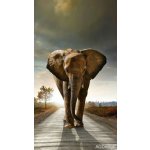 Fotozávěs Dimout slon 140 x 245 cm FCP L 6507 – Hledejceny.cz