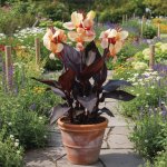 Dosna 'Madame angel Martin' 1 ks – Zboží Mobilmania