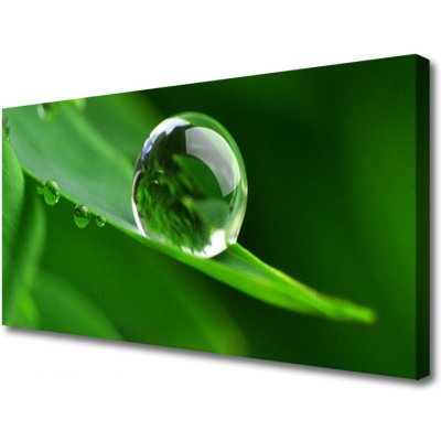 Obraz na plátně List Voda Kapka Rostlina 100x50 cm