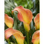 Kala 'Morning sun' 1 ks – Sleviste.cz