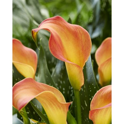 Kala 'Morning sun' 1 ks – Sleviste.cz