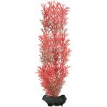 Tetra Myriophyllum heterophyllum - Red Foxtail 23 cm – Zboží Mobilmania