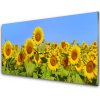 Obraz akrylový obraz Slunečnice Květ Rostlina 100x50 cm