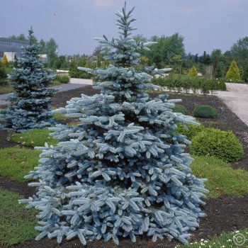 Picea pungens Hoopsii - Stříbrný smrk