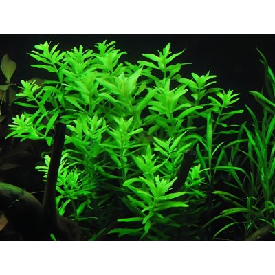 Limnophila aromatica Green – Hledejceny.cz
