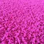 Vopi Color shaggy růžový – Zboží Mobilmania
