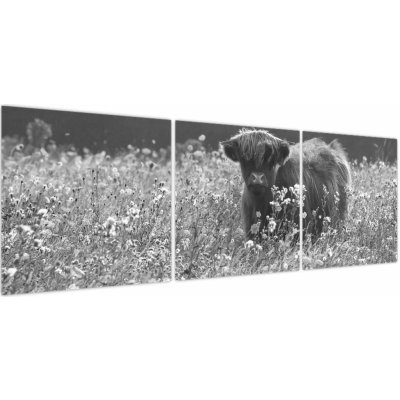 Obraz - Skotská kráva 5, černobílá, třídílný 150x50 cm – Hledejceny.cz