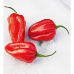 Habanero Red – Sleviste.cz