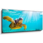 Skleněný obraz 1D panorama - 120 x 50 cm - An endangered Hawaiian Green Sea Turtle cruises in the warm waters of the Pacific Ocean in Hawaii. Ohrožená havajská želva zel – Hledejceny.cz