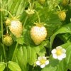 Osivo a semínko Jahody měsíční žluté, sazenice v květináči, 1 ks