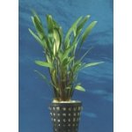 Cryptocoryne lucens – Zboží Dáma
