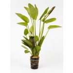 Echinodorus Krapcatnyj – Zboží Dáma