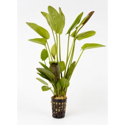 Echinodorus Krapcatnyj – Zboží Dáma