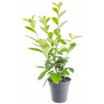 Bobkovišeň lékařská, Prunus laurocerasus Novita, velikost kontejneru 3 l – HobbyKompas.cz