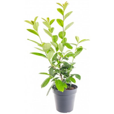 Bobkovišeň lékařská, Prunus laurocerasus Novita, velikost kontejneru 3 l – HobbyKompas.cz