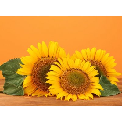 WEBLUX 45286200 Fototapeta plátno sunflowers on yellow background slunečnice na žlutém pozadí rozměry 330 x 244 cm – Zboží Mobilmania