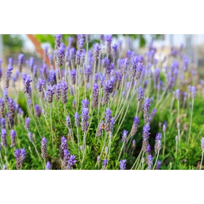 levandule-online.cz Lavandula dentata - Levandule zoubkatá, Francouzská levandule – Hledejceny.cz