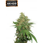 Seedstockers AK420 AUTO semena neobsahují THC 5 ks – Hledejceny.cz