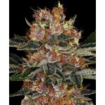 Barney's Farm Purple Punch AUTO semena neobsahují THC 1 ks – Zboží Dáma