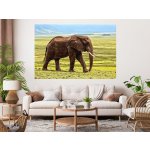 Nalepte.cz samolepka na zeď Slon na pláni, rozměry 100 x 67 cm – Hledejceny.cz