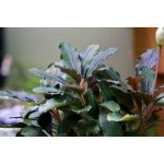 Bucephalandra Lamandau – Zboží Mobilmania