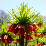 Řebčík královský červený - Fritillaria rubra - cibuloviny - 1 ks – Zboží Mobilmania