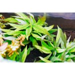 Hygrophila angustifolia rubra 5,5 cm – Zboží Mobilmania