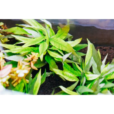 Hygrophila angustifolia rubra 5,5 cm – Zboží Mobilmania