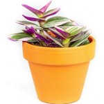 Gardners Tradescantia albiflora Nanouk, průměr 6-7,5 cm Podeňka, voděnka – Sleviste.cz