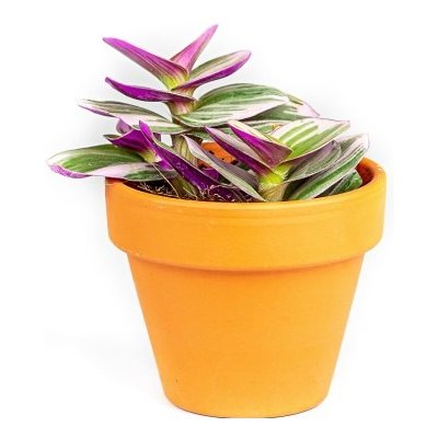 Gardners Tradescantia albiflora Nanouk, průměr 6-7,5 cm Podeňka, voděnka – Sleviste.cz