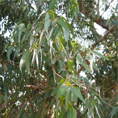 Eukalyptus citrónový - Corymbia citriodora - prodej semen - 5 ks – Zbozi.Blesk.cz