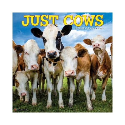 Cows 12 X 12 Wall 2026 – Zboží Mobilmania