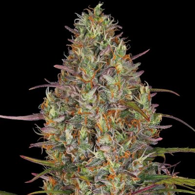 Barney's Farm Glue Gelato AUTO semena neobsahují THC 3 ks – Zbozi.Blesk.cz