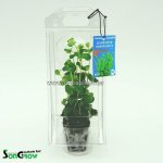 Lysimachia nummularia – Zboží Dáma