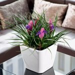 Lechuza Květináč Quadro LS Bílá 21 cm – Hledejceny.cz