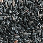 Apetit slunečnice černá 1 kg – Zboží Dáma Apetit slunečnice černá 1 kg – Zboží Dáma