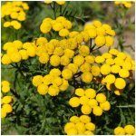 Kopretina vratič Vratič obecný Tanacetum vulgare osivo kopretiny 300 ks – Zboží Mobilmania