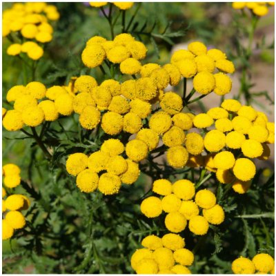 Kopretina vratič Vratič obecný Tanacetum vulgare osivo kopretiny 300 ks – Zboží Mobilmania