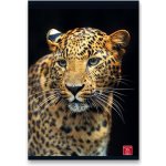 Pigna Školní sešit Animal A5 linkovaný – Hledejceny.cz