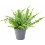 Ledviník, Nephrolepis exaltata, průměr květináče 10 - 12 cm – Zboží Mobilmania