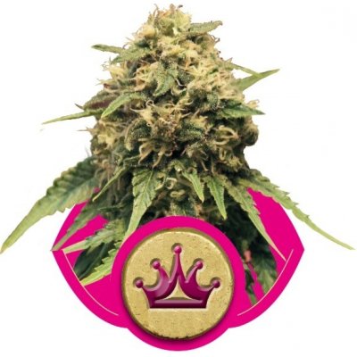 Royal Queen seeds Special Queen n. 1 semena neobsahují THC 10 ks – Zboží Mobilmania