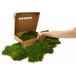 Stabilizovaný plochý mech (Flat Moss) Canopy | Zelený | 36x36cm – Zboží Dáma